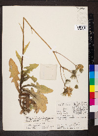 Sonchus arvensis image