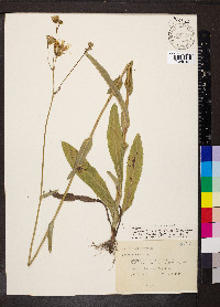 Sonchus arvensis image