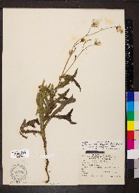 Sonchus arvensis subsp. uliginosus image