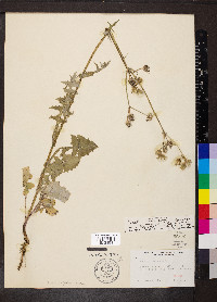 Sonchus oleraceus image