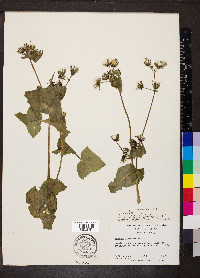 Sonchus oleraceus image