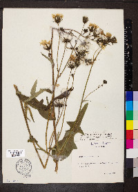 Sonchus arvensis subsp. arvensis image