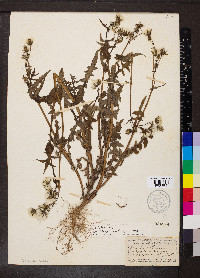 Sonchus oleraceus image