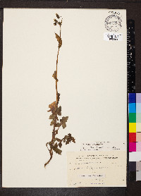 Sonchus oleraceus image