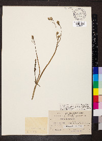 Sonchus tenerrimus image