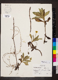 Sphagneticola trilobata image