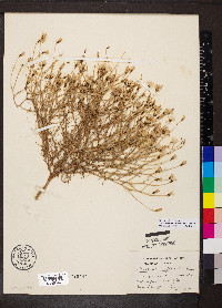 Stephanomeria pauciflora image