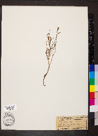 Stephanomeria tenuifolia image