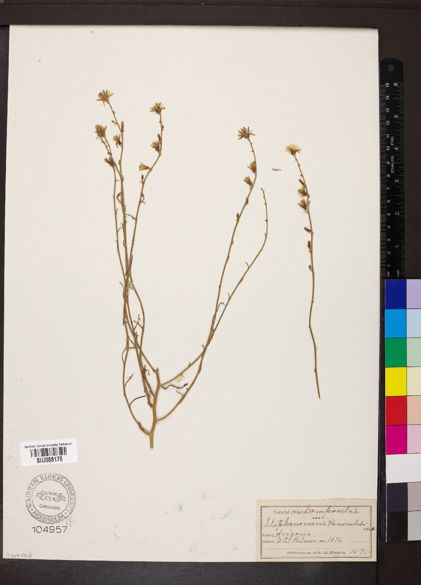 Stephanomeria paniculata image