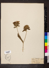 Stokesia laevis image