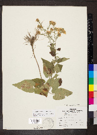 Symphyotrichum anomalum image