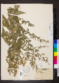 Symphyotrichum drummondii image