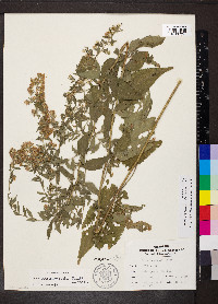 Symphyotrichum drummondii image
