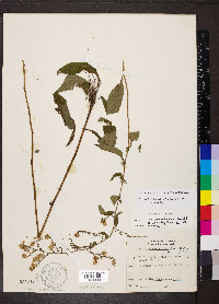 Symphyotrichum drummondii image