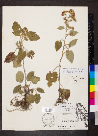 Symphyotrichum drummondii image