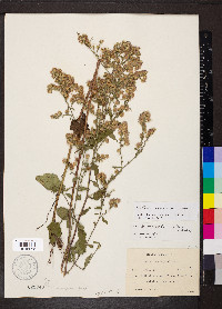 Symphyotrichum drummondii image