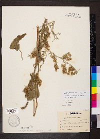 Symphyotrichum drummondii image