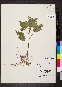 Symphyotrichum drummondii image