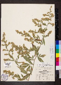 Symphyotrichum drummondii image