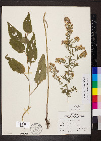 Symphyotrichum drummondii image