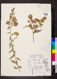 Symphyotrichum drummondii image
