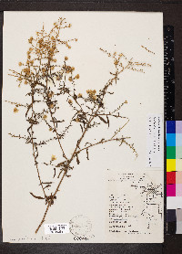 Symphyotrichum ericoides image