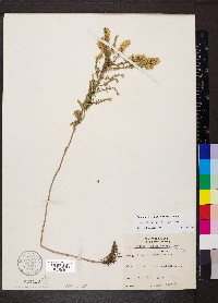 Symphyotrichum ericoides image