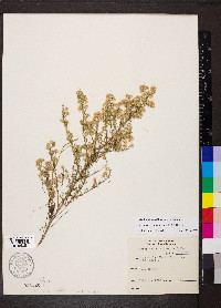 Symphyotrichum ericoides image