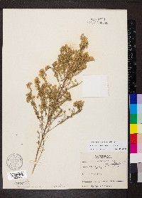 Symphyotrichum ericoides image