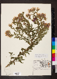 Symphyotrichum novae-angliae image