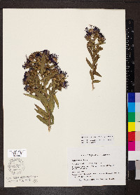 Symphyotrichum novae-angliae image