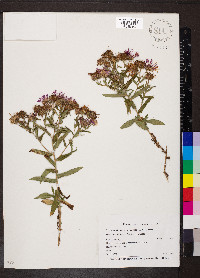 Symphyotrichum novae-angliae image