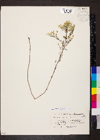 Symphyotrichum parviceps image