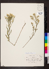 Symphyotrichum parviceps image