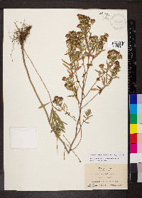 Symphyotrichum oblongifolium image