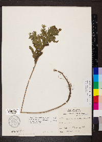 Symphyotrichum oblongifolium image