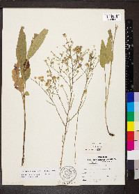 Symphyotrichum oolentangiense image