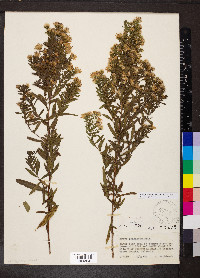 Symphyotrichum praealtum image