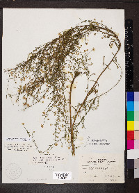 Symphyotrichum racemosum image