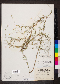 Symphyotrichum racemosum image