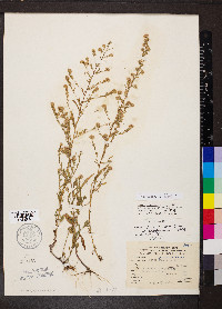 Symphyotrichum racemosum image