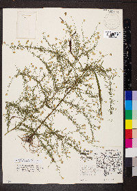 Symphyotrichum racemosum image