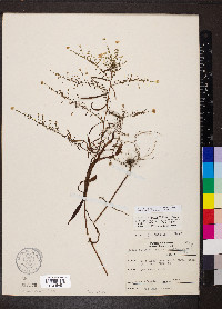 Symphyotrichum racemosum image