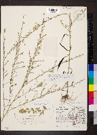 Symphyotrichum racemosum image