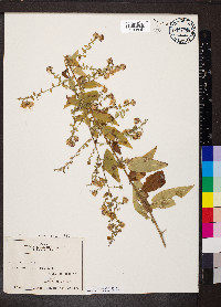 Symphyotrichum shortii image