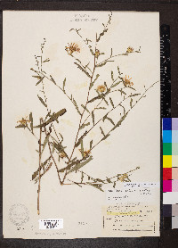Symphyotrichum turbinellum image