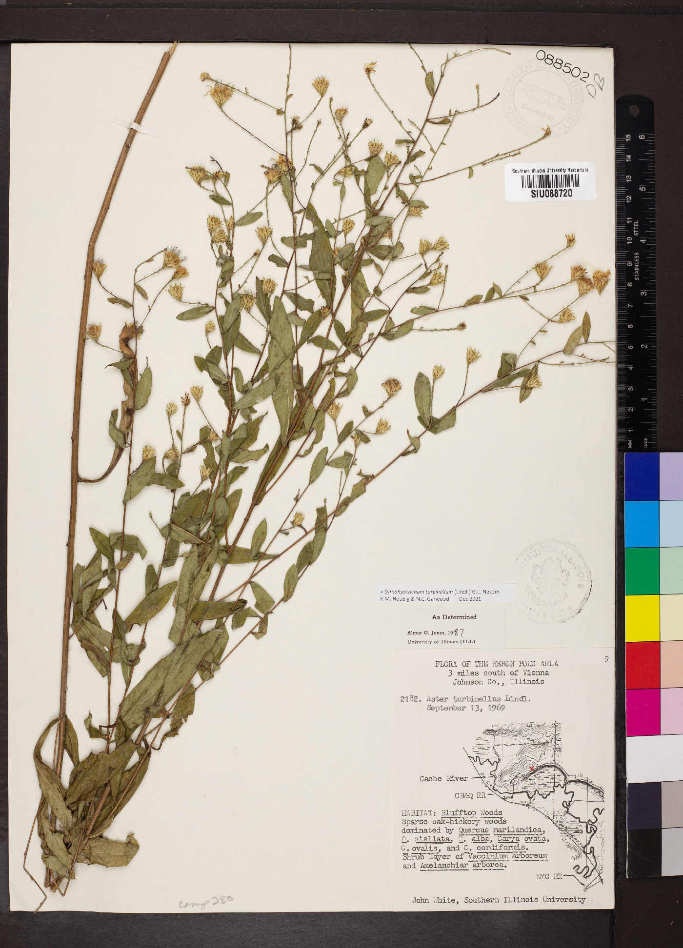 Symphyotrichum turbinellum image