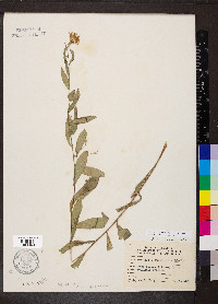 Symphyotrichum turbinellum image