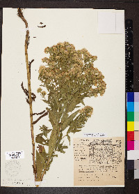 Symphyotrichum firmum image