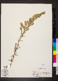 Symphyotrichum ericoides image